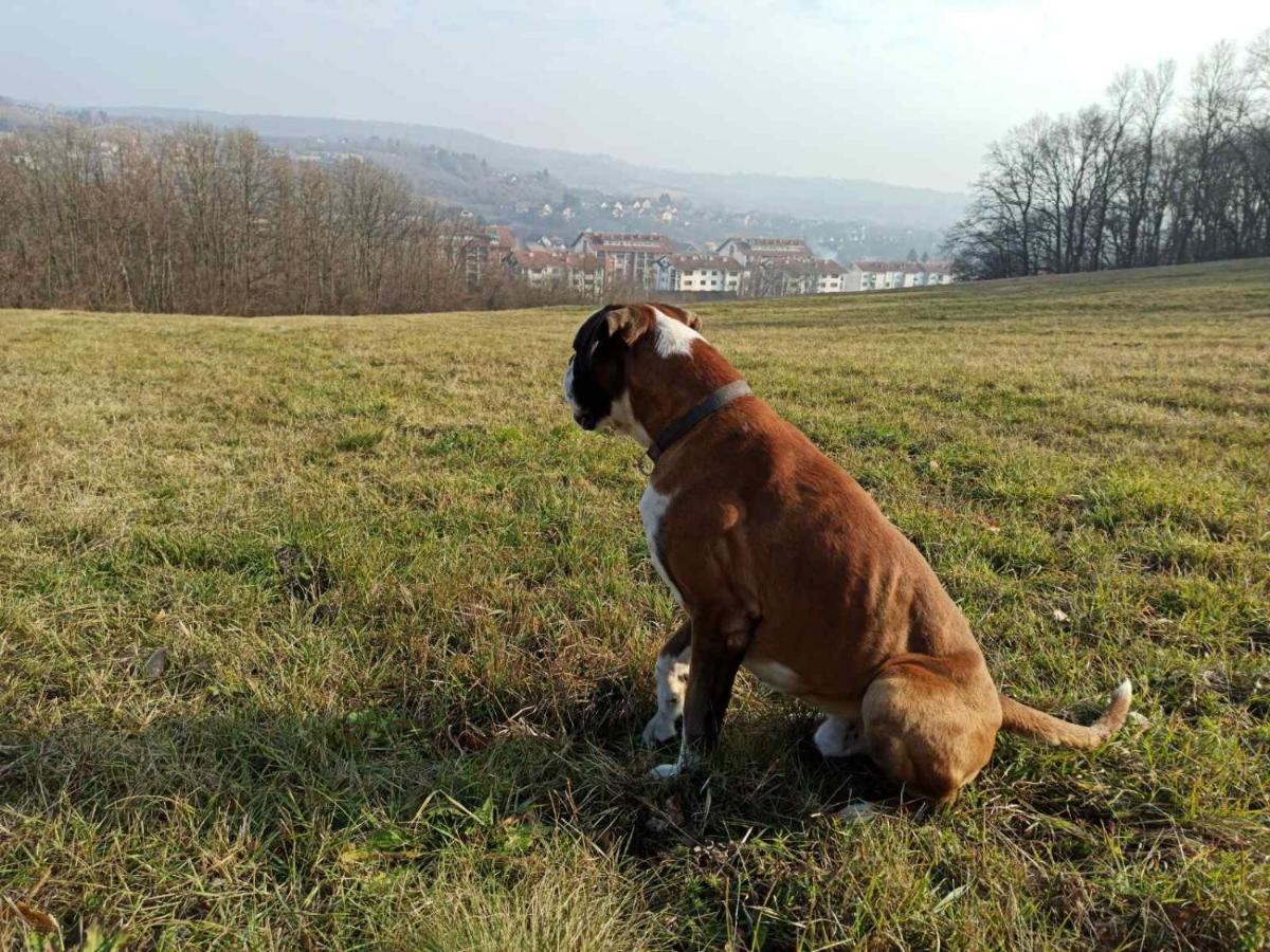Apartmani La Grande Motte Vrdnik Exteriör bild