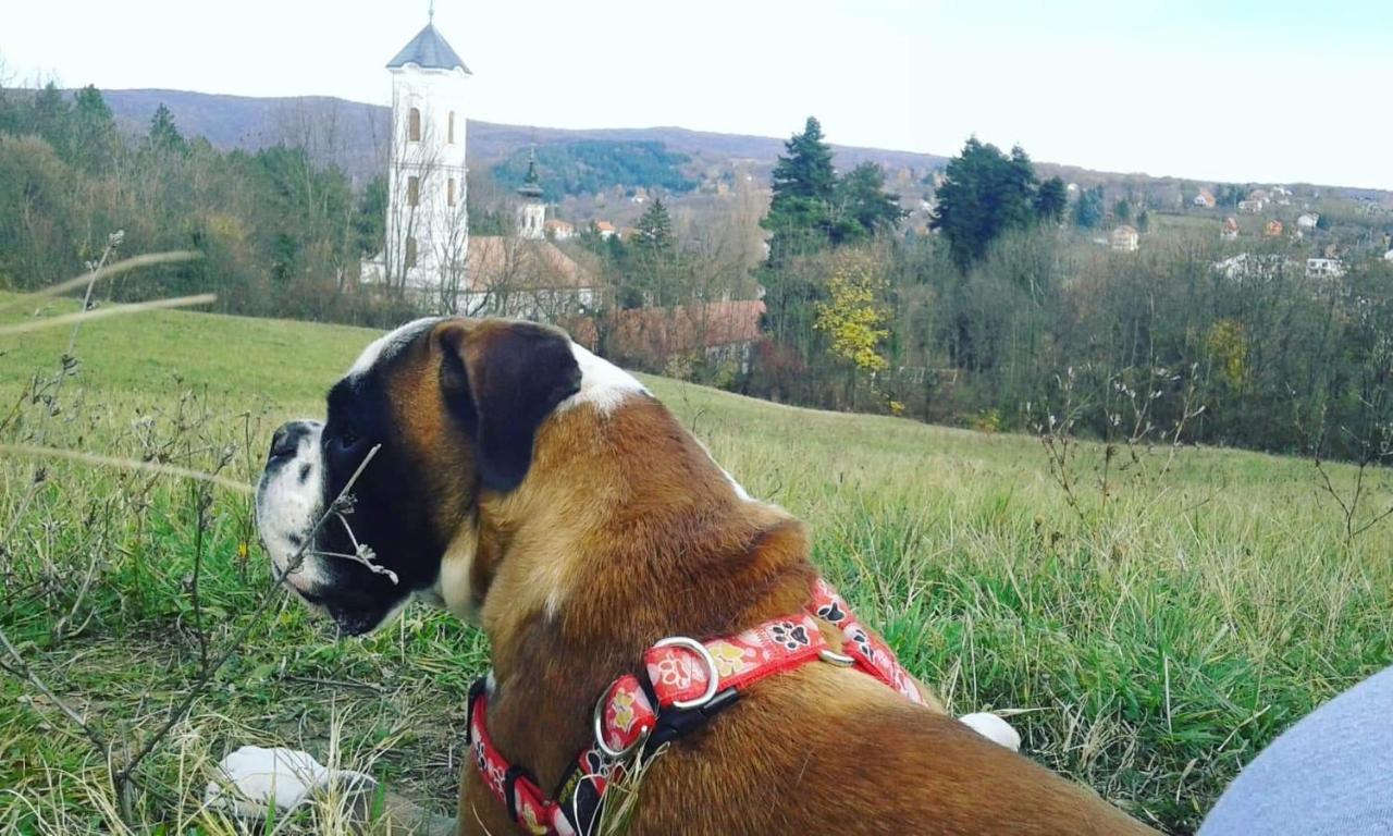 Apartmani La Grande Motte Vrdnik Exteriör bild